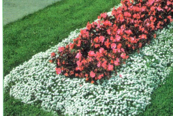 Бегония вечноцветущая бордюрная