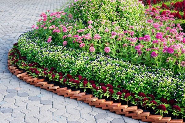 Цинии низкорослые бордюрные