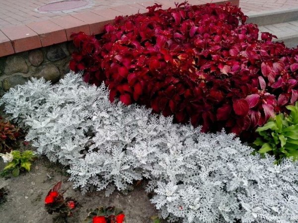 Цинераргия Сильвия колеус