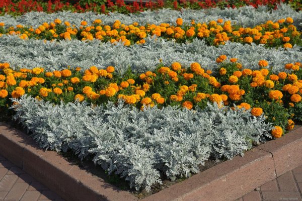 Бархатцы и цинерария