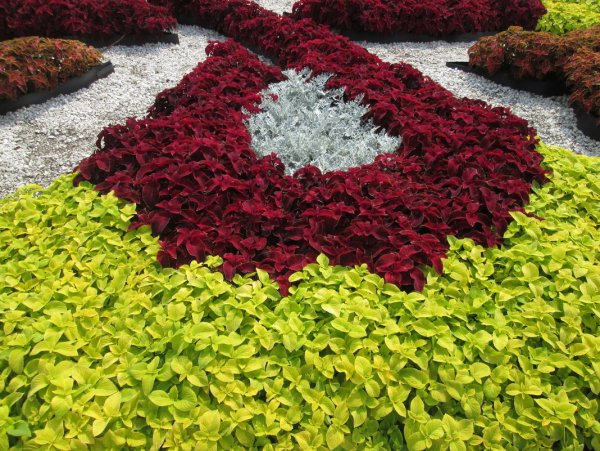 Колеус и цинерария