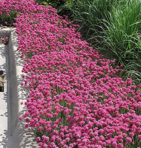 Почвопокровные многолетники Армерия