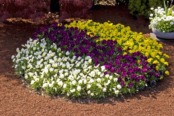 Хризантема мультифлора на клумбе