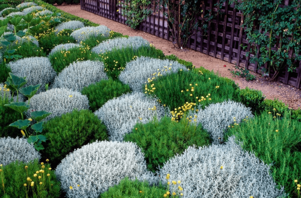 Моноклумба бархатцы