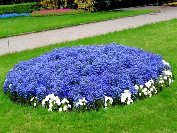 Роза низкорослая бордюрная