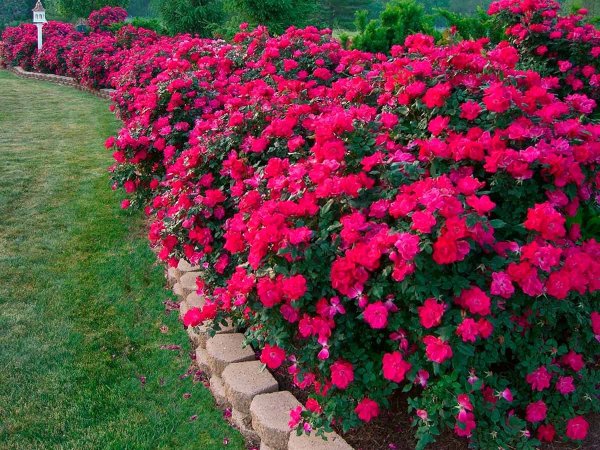 Обриета Лазурный берег