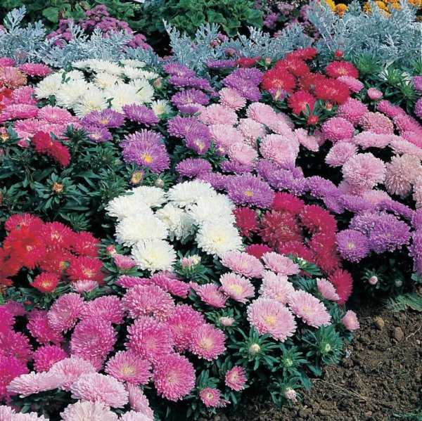 Бегония вечноцветущая на клумбе