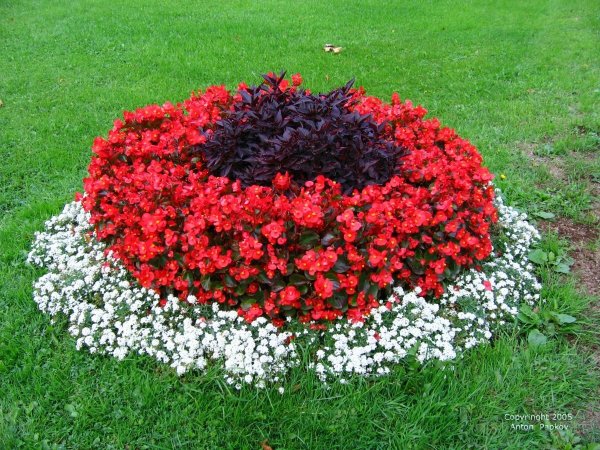 Агератум на клумбе