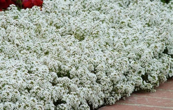 Роза низкорослая бордюрная