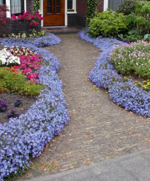 Примула бордюрная