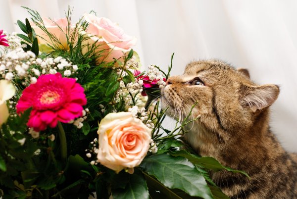 Котик с цветочком