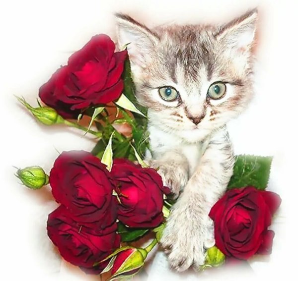 Котик с розой
