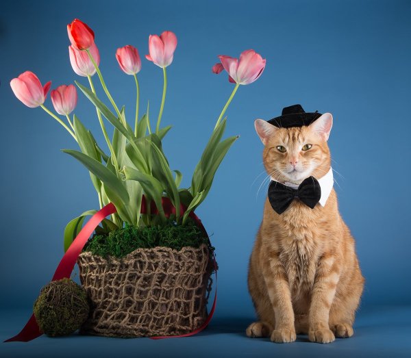 Котик с цветочком