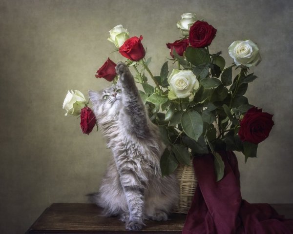 Кошка с букетом