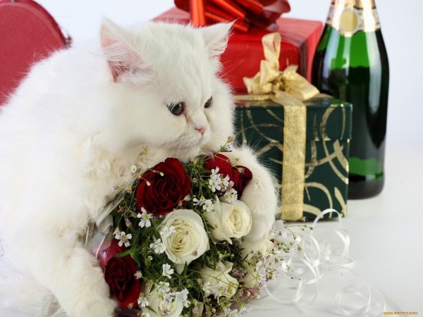 Кот с цветами с днем рождения