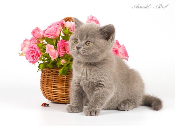 Британские котята с цветами