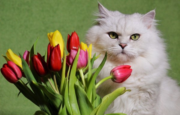 Котик с цветочком