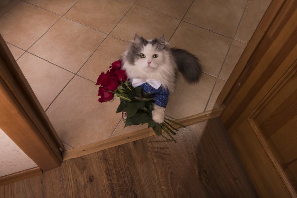 Котик с цветами