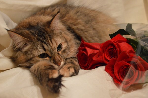 Котик с розой в зубах