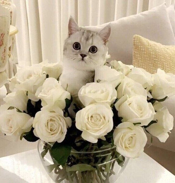 Кошка с букетом