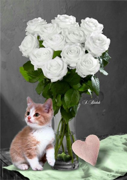 Коты и розы