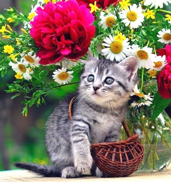 Котенок в цветах