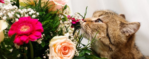 Котик в цветах и подарках