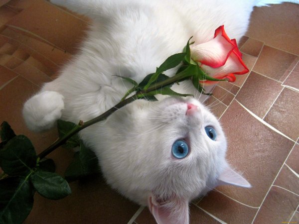 Котенок с букетом цветов
