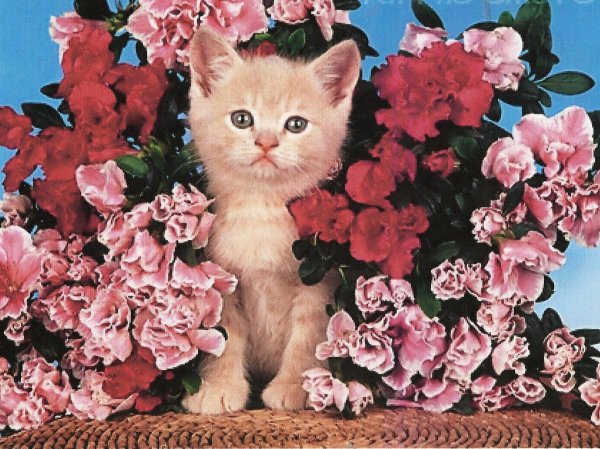 Котенок с цветочком