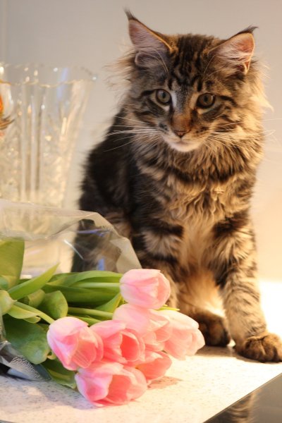Кошка с букетом