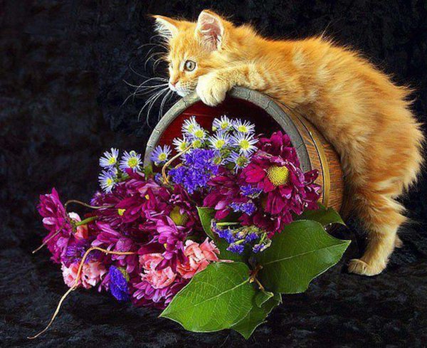 С днем рождения котики цветы