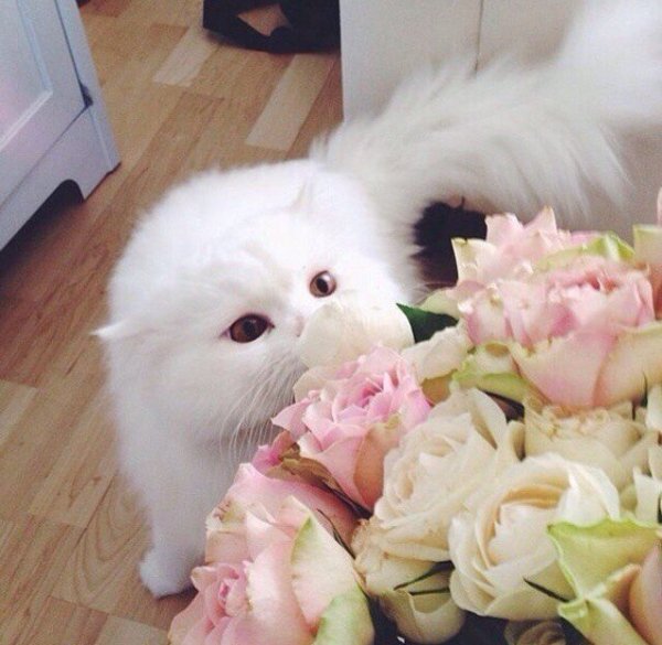 Белая кошечка с розой