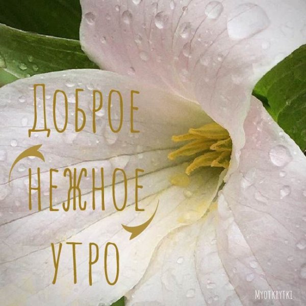 Красивые лилии доброе утро