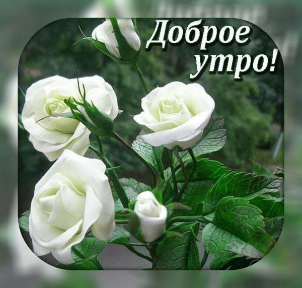 Нежные открытки с добрым утром