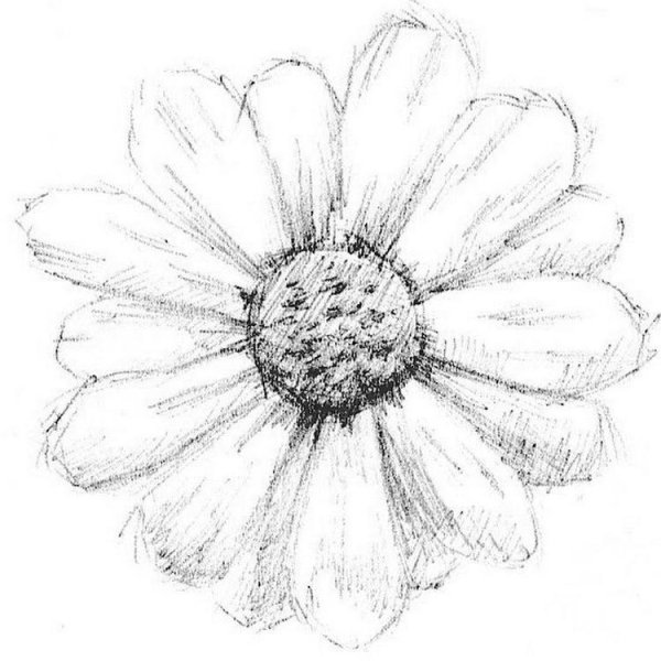 Ромашка рисунок