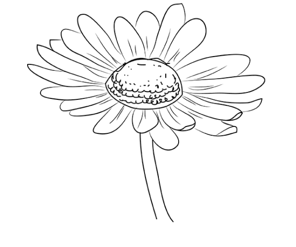 Рисунок ромашки для срисовки
