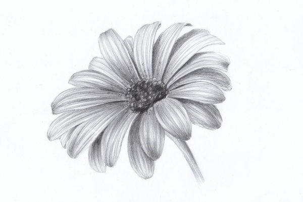 Рисунок ромашки карандашом для срисовки