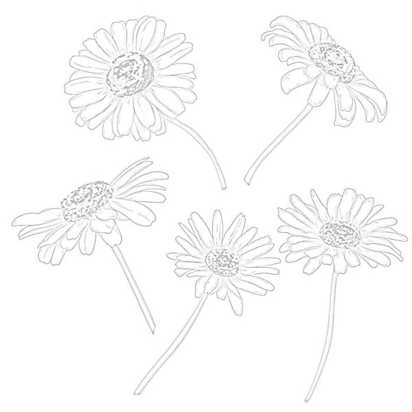 Ромашка для срисовки карандашом