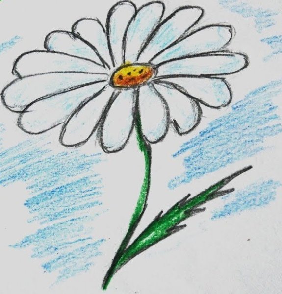 Герберы раскраска