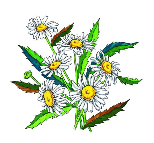 Рисунок ромашки для срисовки