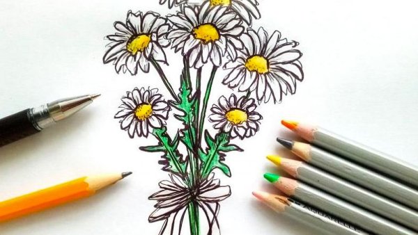 Ромашка карандашом
