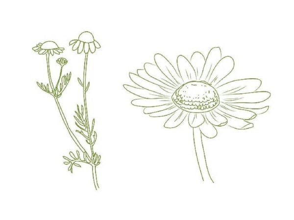 Нарисовать ромашку