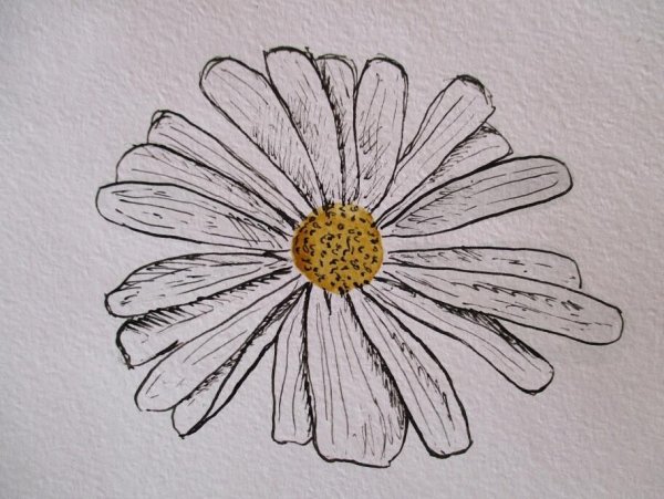 Ромашка карандашом