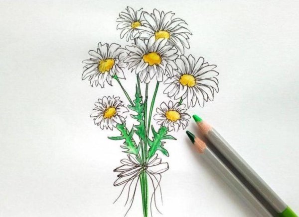 Букет ромашек для срисовки