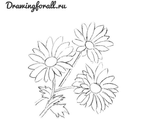 Ромашка карандашом