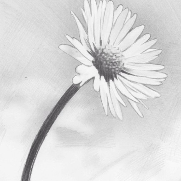 Ромашки для срисовки легкие
