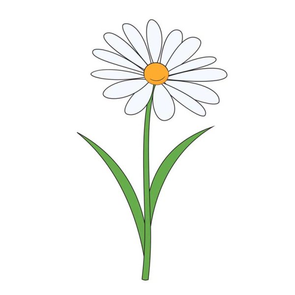 Рисунки полевых цветов карандашом для срисовки