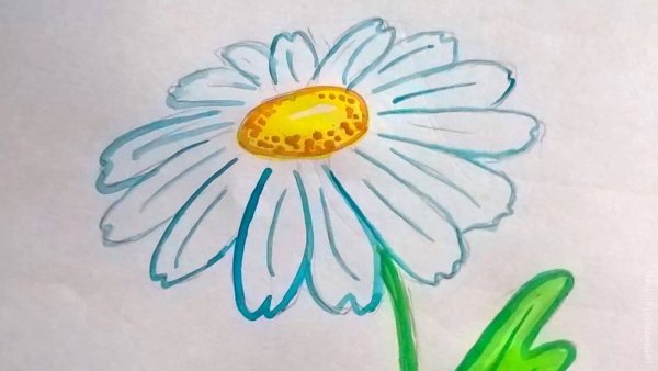 Букет ромашек карандашом