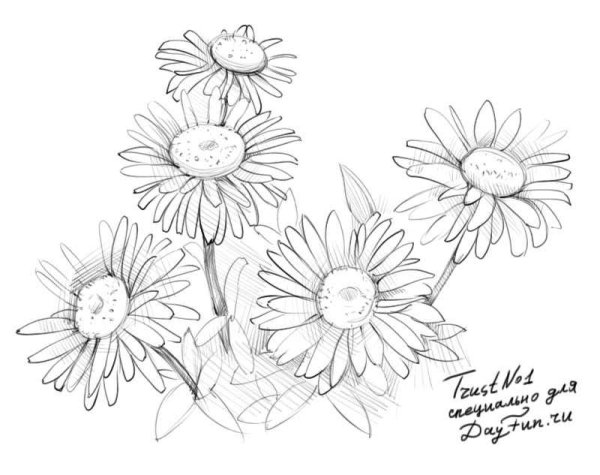 Поэтапное рисование ромашки