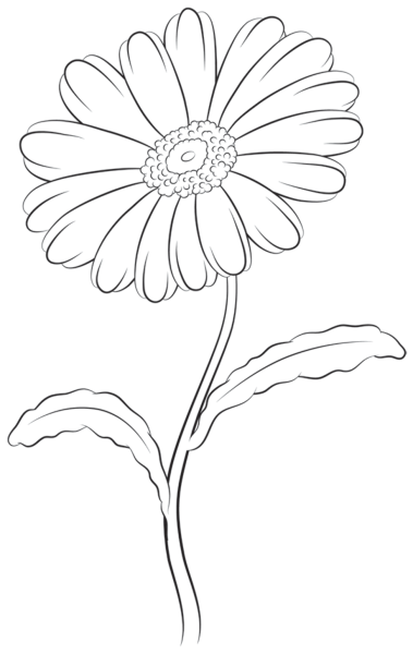 Астра Альпийская рисунок